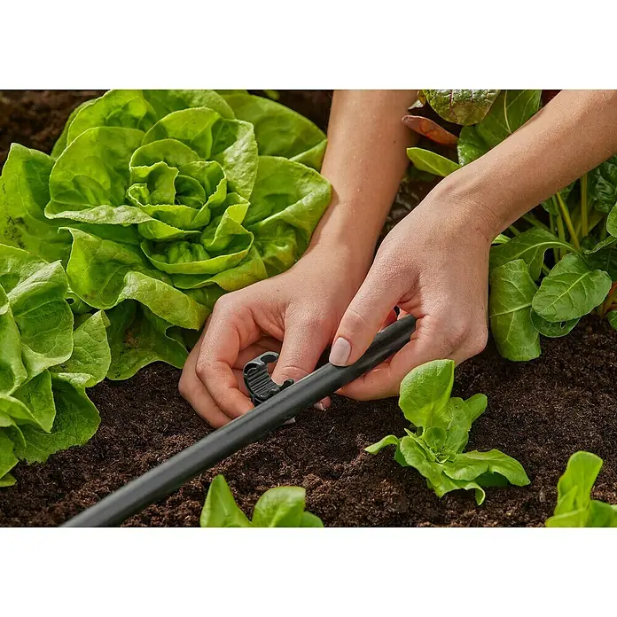 Gardena Micro-Drip Rohrhalter - Größe Anschluss: ½″, 10 Stk. - Gartenarbeit mit Bewässerungssystem: Eine Nahaufnahme von Händen, die ein Bewässerungsrohr in der Nähe von Salatpflanzen installieren.