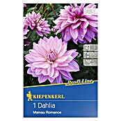 Kiepenkerl Profi-Line Herbstblumenzwiebeln (Dahlia 'Mainau Romance', 1 Stk.) | BAUHAUS