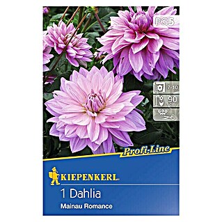 Kiepenkerl Profi-Line Herbstblumenzwiebeln (Dahlia 'Mainau Romance', 1 Stk.)
