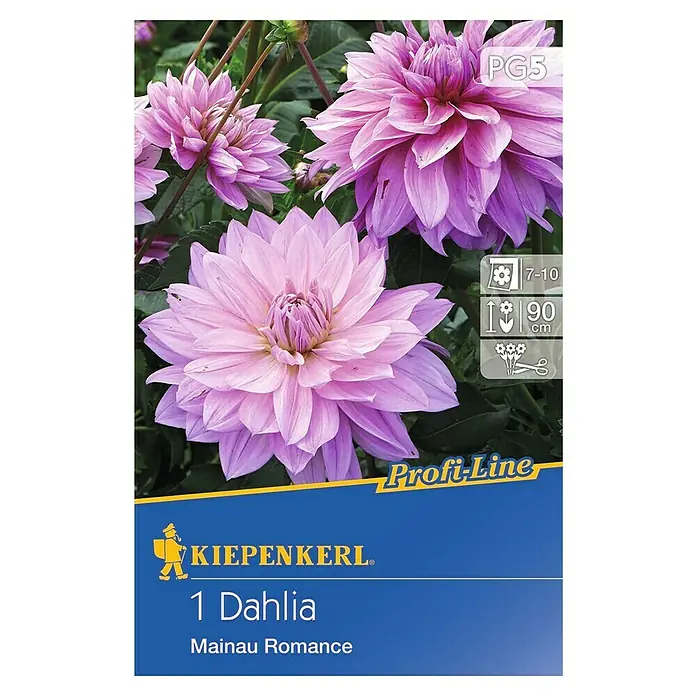 Kiepenkerl Profi-Line Herbstblumenzwiebeln - Dahlia 'Mainau Romance', 1 Stk. - Nahaufnahme einer Dahlienblütenpackung "Mainau Romance" der Marke Kiepenkerl, die große, rosafarbene Blüten mit detaillierten Blütenblättern zeigt.