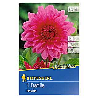 Kiepenkerl Profi-Line Herbstblumenzwiebeln (Dahlia 'Rosella', 1 Stk.)