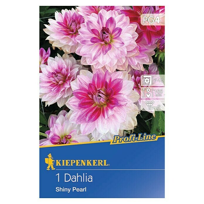 Kiepenkerl Profi-Line Herbstblumenzwiebeln (Dahlia 'Shiny Pearl', 1 Stk.) | BAUHAUS