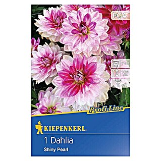 Kiepenkerl Profi-Line Herbstblumenzwiebeln (Dahlia 'Shiny Pearl', 1 Stk.)