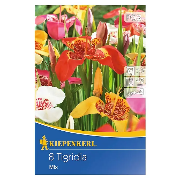 Kiepenkerl Sommerblumenzwiebeln Tigerblume - Tigrida, 8 Stk. - Packung Tigridia-Blumenzwiebeln von Kiepenkerl, mit einer Mischung aus 8 Blumenzwiebeln für eine farbenfrohe Sommerblüte im Garten.