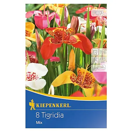 Kiepenkerl  Sommerblumenzwiebeln Tigerblume