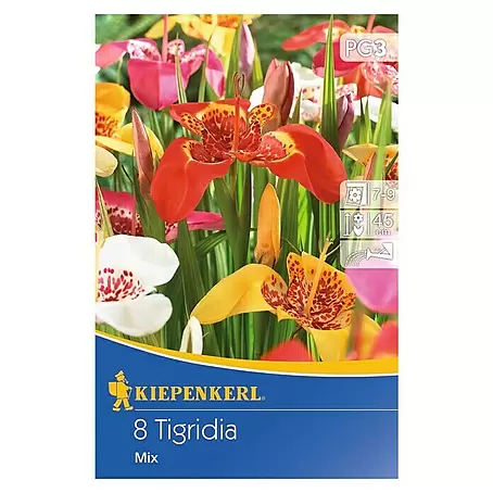Kiepenkerl  Sommerblumenzwiebeln Tigerblume