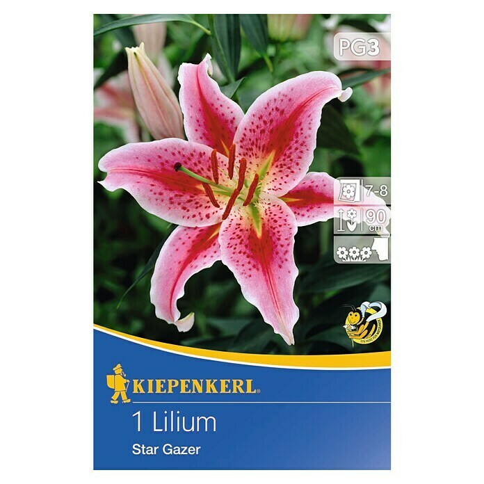 Kiepenkerl Sommerblumenzwiebeln Lilie 'Stargazer' (Lilium, 1 Stk.) | BAUHAUS