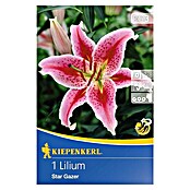 Kiepenkerl Sommerblumenzwiebeln Lilie 'Stargazer' (Lilium, 1 Stk.) | BAUHAUS