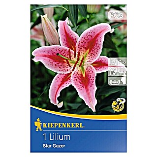 Kiepenkerl Sommerblumenzwiebeln Lilie 'Stargazer' (Lilium, 1 Stk.)