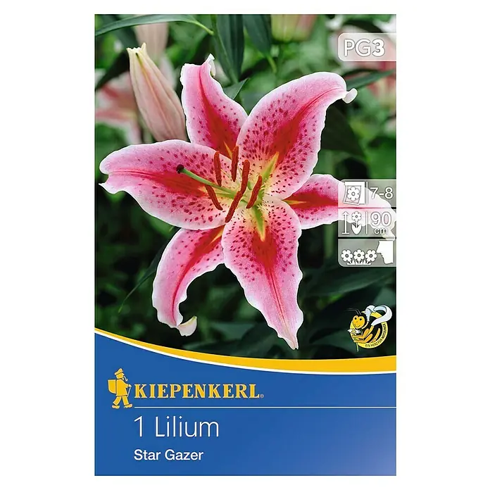 Kiepenkerl Sommerblumenzwiebeln Lilie 'Stargazer' - Lilium, 1 Stk. - Das Bild zeigt eine Kiepenkerl Lilium 'Star Gazer' Blumenzwiebelpackung mit einer auffälligen, rosa-gepunkteten Lilienblüte im Vordergrund.