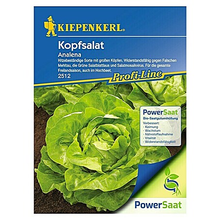 Kiepenkerl Profi-Line Salatsamen Kopfsalat PowerSaat (Lactuca sativa, Erntezeit: Mai)