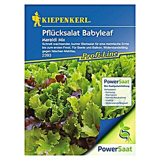 Kiepenkerl Profi-Line Salatsamen Pflücksalat PowerSaat (Lactuca sativa, Erntezeit: April, 0,6 g)
