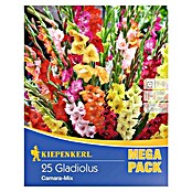 Kiepenkerl Sommerblumenzwiebeln Gladiolen 'Camara'-Mix (Gladiolus, 25 Stk.) | BAUHAUS