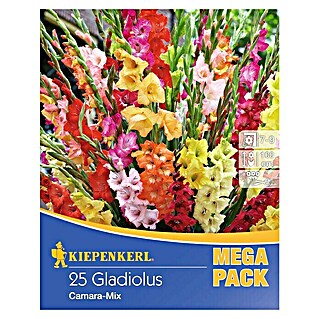 Kiepenkerl Sommerblumenzwiebeln Gladiolen 'Camara'-Mix (Gladiolus, 25 Stk.)