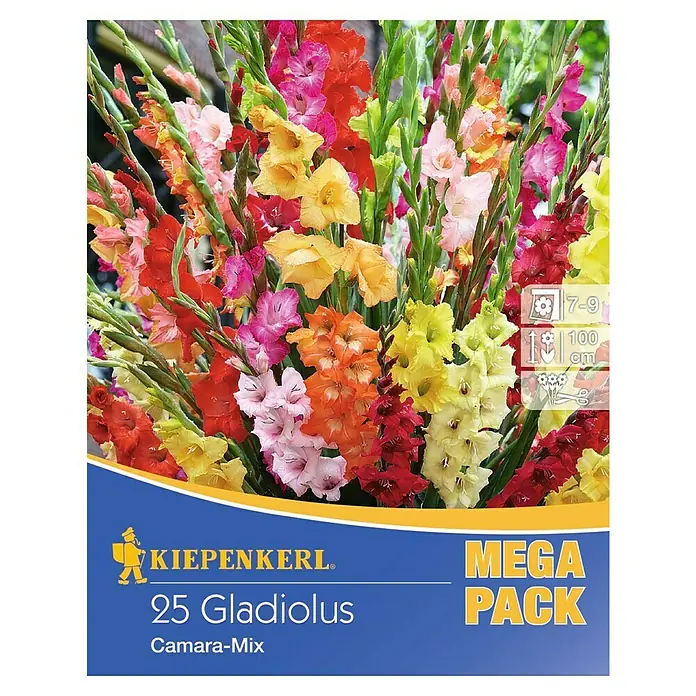 Kiepenkerl Sommerblumenzwiebeln Gladiolen 'Camara'-Mix - Gladiolus, 25 Stk. - Produktbild der 25 Gladiolen Camara-Mix Mega-Packung von Kiepenkerl mit farbenprächtigen Gladiolenblüten und Pflanzinformationen.