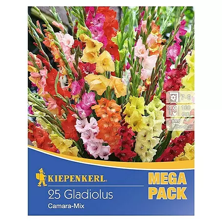Kiepenkerl  Sommerblumenzwiebeln Gladiolen 'Camara'-Mix