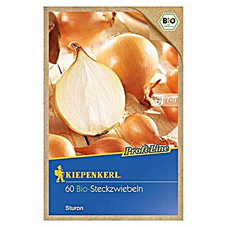 Kiepenkerl Steckzwiebeln Bio Sturon (Allium cepa, Erntezeit: August - September)