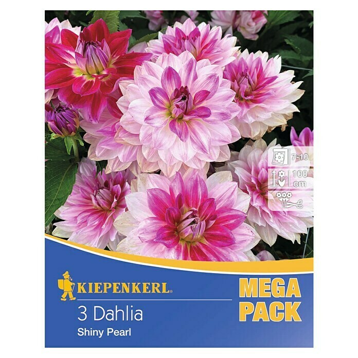 Kiepenkerl Herbstblumenzwiebeln (Dahlia 'Shiny Pearl', 3 Stk.) | BAUHAUS