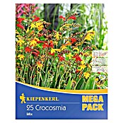 Kiepenkerl Sommerblumenzwiebeln Montbretien (Crocosmia, 25 Stk.) | BAUHAUS