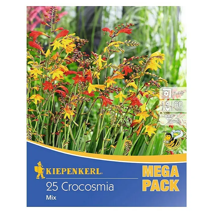 Kiepenkerl Sommerblumenzwiebeln Montbretien - Crocosmia, 25 Stk. - Eine Packung mit 25 Crocosmia-Blumenzwiebeln der Marke Kiepenkerl, eine Mischung für farbenfrohe Akzente im Garten.