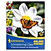 Kiepenkerl Sommerblumenzwiebel-Mix Schmetterlingsoase 
