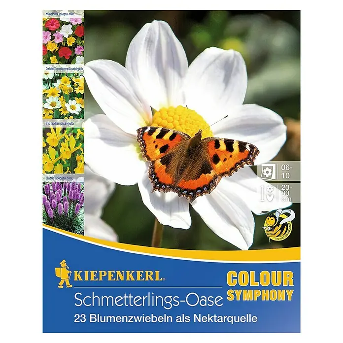 Kiepenkerl Sommerblumenzwiebel-Mix Schmetterlingsoase - Dahlia/Iris/Liatris/Mirabilis, 23 Stk. - Produktbild: Kiepenkerl Schmetterlings-Oase Blumenzwiebeln mit Schmetterling auf Blüte. Für eine bunte und schmetterlingsfreundliche Gartengestaltung.