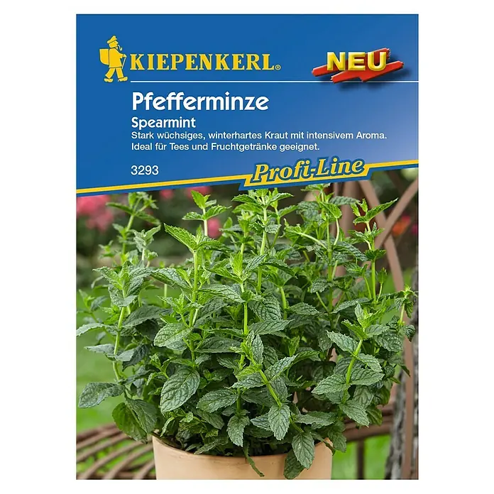 Kiepenkerl Profi-Line Kräutersamen Pfefferminze - Mentha spicata, Saatzeit: März, Erntezeit: Juni - Das Bild zeigt eine Kiepenkerl Pfefferminze (Spearmint) Pflanze in einem Topf, ideal für Tee und Getränke.