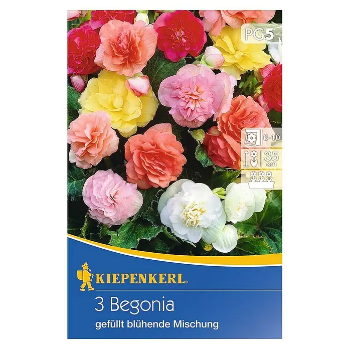 Kiepenkerl Sommerblumenzwiebeln Knollenbegonie 'Gefüllte Mischung' - Begonia, 3 Stk. - Abbildung einer Kiepenkerl 3 Begonia gefüllt blühende Mischung, die eine Vielfalt an farbenfrohen, gefüllten Begonienblüten zeigt.