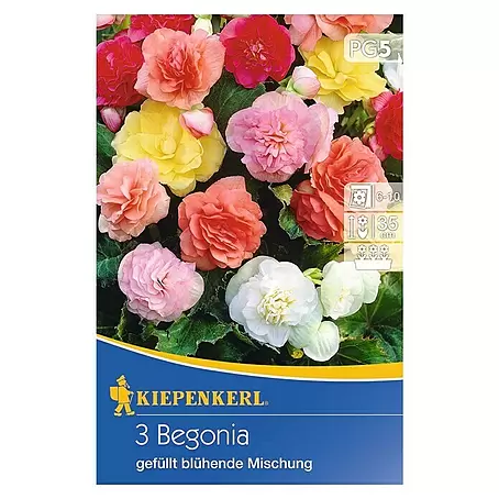 Kiepenkerl  Sommerblumenzwiebeln Knollenbegonie 'Gefüllte Mischung'