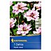 Kiepenkerl Profi-Line Herbstblumenzwiebeln 