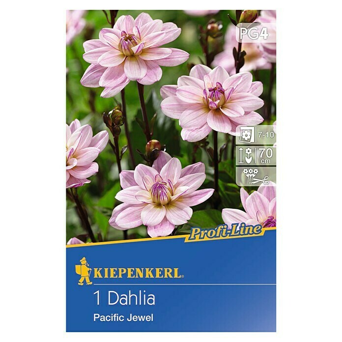 Kiepenkerl Profi-Line Herbstblumenzwiebeln (Dahlia 'Pacific Jewel', 1 Stk.) | BAUHAUS