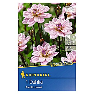 Kiepenkerl Profi-Line Herbstblumenzwiebeln (Dahlia 'Pacific Jewel', 1 Stk.)