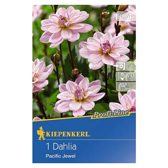 Kiepenkerl Profi-Line Herbstblumenzwiebeln - Dahlia 'Pacific Jewel', 1 Stk. - Nahaufnahme einer Kiepenkerl 'Pacific Jewel' Dahlie. Diese Dahlie zeichnet sich durch zarte rosa Blütenblätter und ein gelb-violettes Zentrum aus.