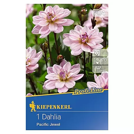 Kiepenkerl Profi-Line Herbstblumenzwiebeln
