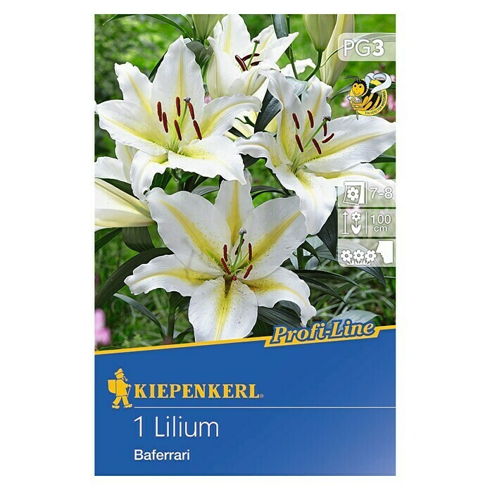 Kiepenkerl Profi-Line Sommerblumenzwiebeln Oriental-Lilie (Lilium, 1 Stk.) | BAUHAUS