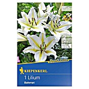 Kiepenkerl Profi-Line Sommerblumenzwiebeln Oriental-Lilie (Lilium, 1 Stk.) | BAUHAUS