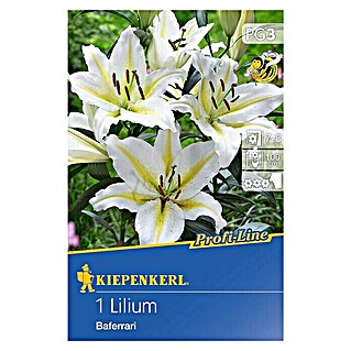 Kiepenkerl Profi-Line Sommerblumenzwiebeln Oriental-Lilie (Lilium, 1 Stk.)