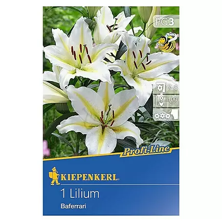 Kiepenkerl Profi-Line Sommerblumenzwiebeln Oriental-Lilie