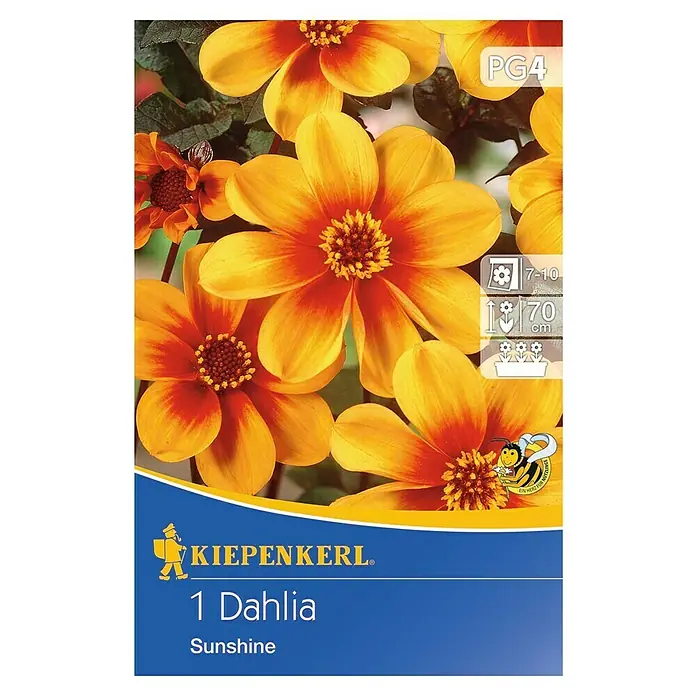 Kiepenkerl Herbstblumenzwiebeln - Dahlia 'Sunshine', 1 Stk. - Dahlie "Sunshine" präsentiert leuchtend gelbe Blüten mit orangefarbenen Akzenten, ideal für sonnige Gärten.