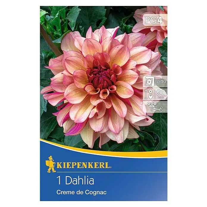 Kiepenkerl Herbstblumenzwiebeln - Dahlia 'Creme de Cognac', 1 Stk. - Dahlie 'Crème de Cognac' Blumenzwiebel-Packung. Eine Dahlie in Creme- und Cognac-Farben, ideal für Gartenliebhaber, die Schönheit suchen.