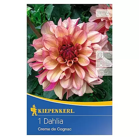 Kiepenkerl  Herbstblumenzwiebeln