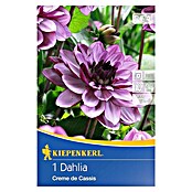 Kiepenkerl Herbstblumenzwiebeln (Dahlia 'Creme de Cassis', 1 Stk.) | BAUHAUS