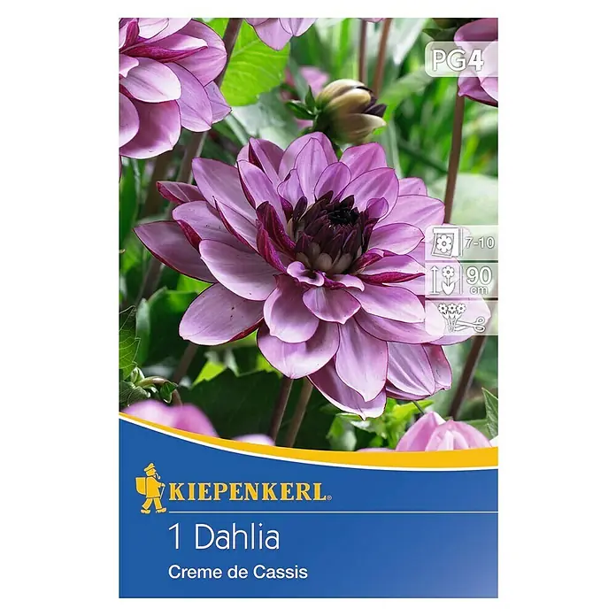 Kiepenkerl Herbstblumenzwiebeln - Dahlia 'Creme de Cassis', 1 Stk. - Nahaufnahme einer "Creme de Cassis" Dahlie von Kiepenkerl, die ihre violetten Blütenblätter und die dunkle Mitte der Blüte zeigt.