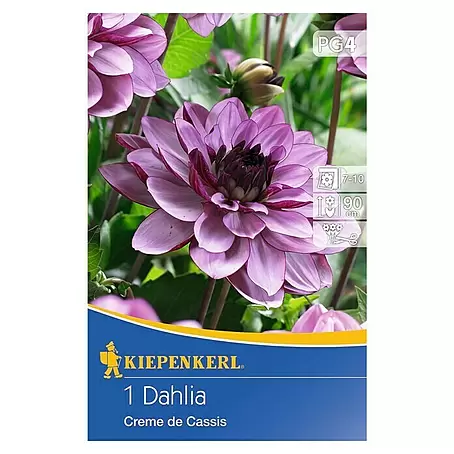Kiepenkerl  Herbstblumenzwiebeln