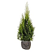 Lebensbaum (45 Stk., 80 cm - 100 cm, Thuja occidentalis 'Smaragd') | BAUHAUS