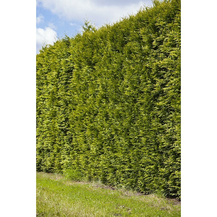 Lebensbaum (40 Stk., 140 cm - 160 cm, Thuja occidentalis 'Smaragd') | BAUHAUS