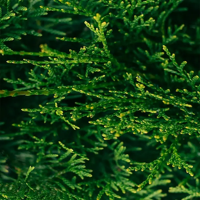 Lebensbaum20 Stk., 180 cm - 200 cm, Thuja occidentalis 'Smaragd' - Nahaufnahme von grünen und gelben Wacholderzweigen. Das dichte, immergrüne Laub bietet eine lebendige Textur und Farbtiefe.