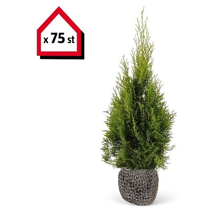 Lebensbaum (75 Stk., 80 cm - 100 cm, Thuja occidentalis 'Smaragd') | BAUHAUS