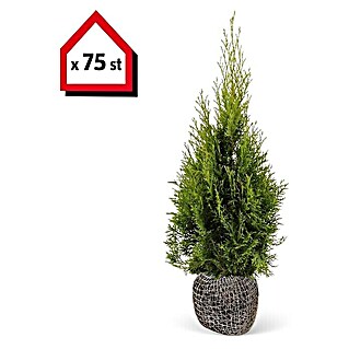 Lebensbaum (75 Stk., 80 cm - 100 cm, Thuja occidentalis 'Smaragd')