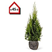 Lebensbaum (45 Stk., 80 cm - 100 cm, Thuja occidentalis 'Smaragd') | BAUHAUS